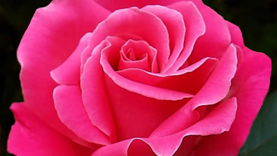 Sexdate Augsburg: eine pinke Rose in voller Blüte