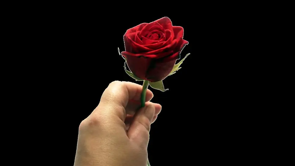 Sexdate Bayern: eine Hand hält eine rote Rose vor Schwarz
