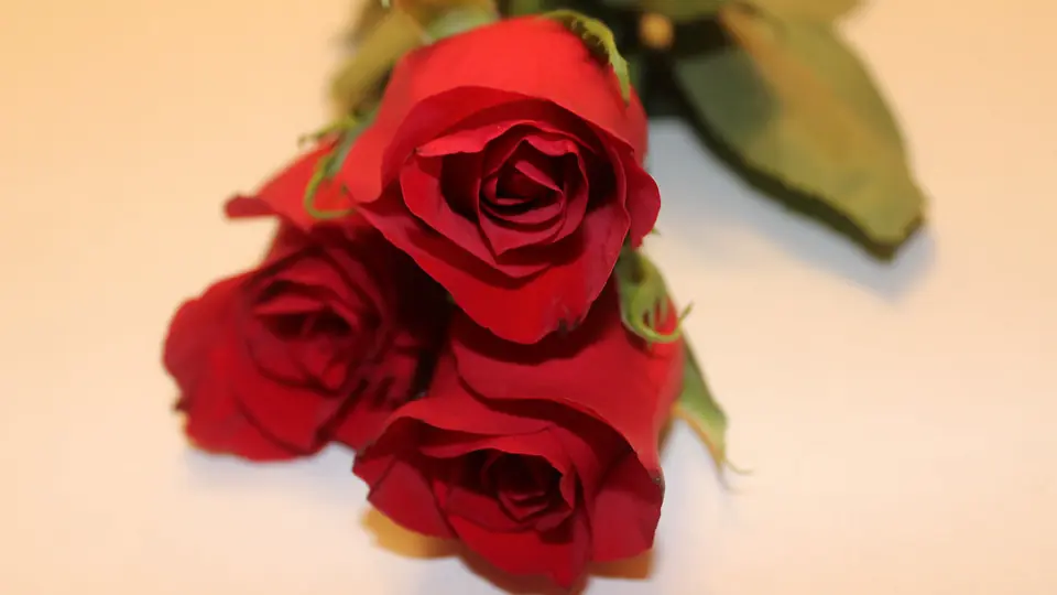 Sexdate Braunschweig: drei rote Rosen im warmen Licht
