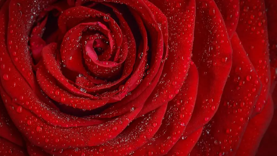 Sexdate Gelsenkirchen: Tautropfen auf roten Rosenblättern