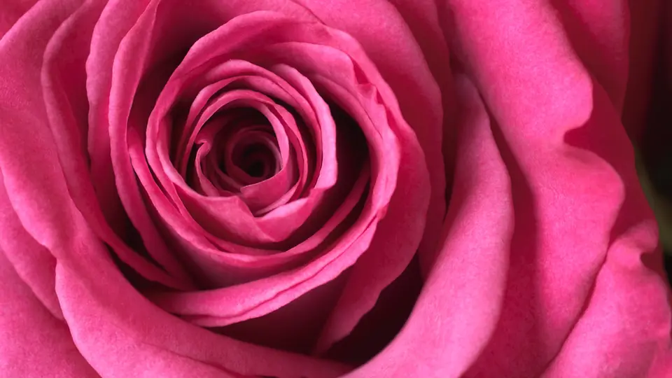 Sexdate Lübeck: eine pinkfarbene Rose ganz nah