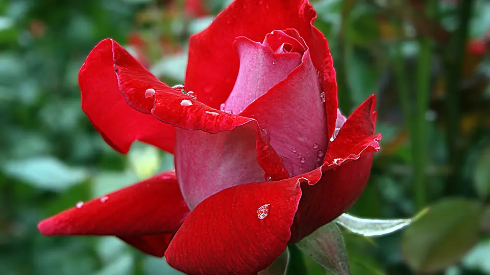 Sexdate Magdeburg: eine Rosenknospe mit Tautropfen