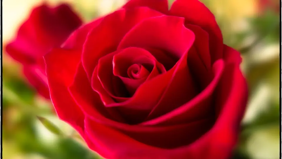 Sexdate Nürnberg: eine rote Rose in Nahaufnahme