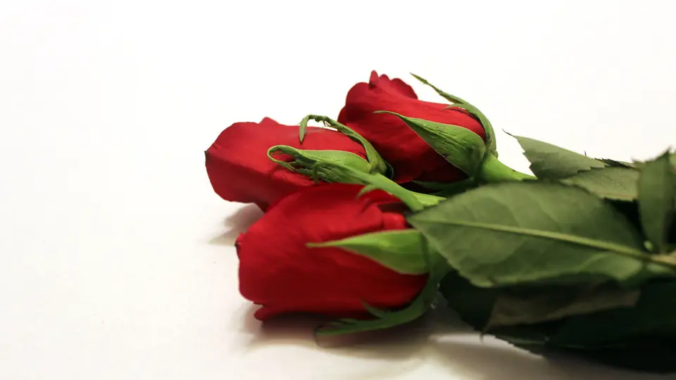 Sexdate Oldenburg: zwei Rosen liegen auf weißem Grund